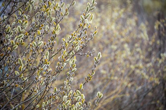 Springtime in Crimea