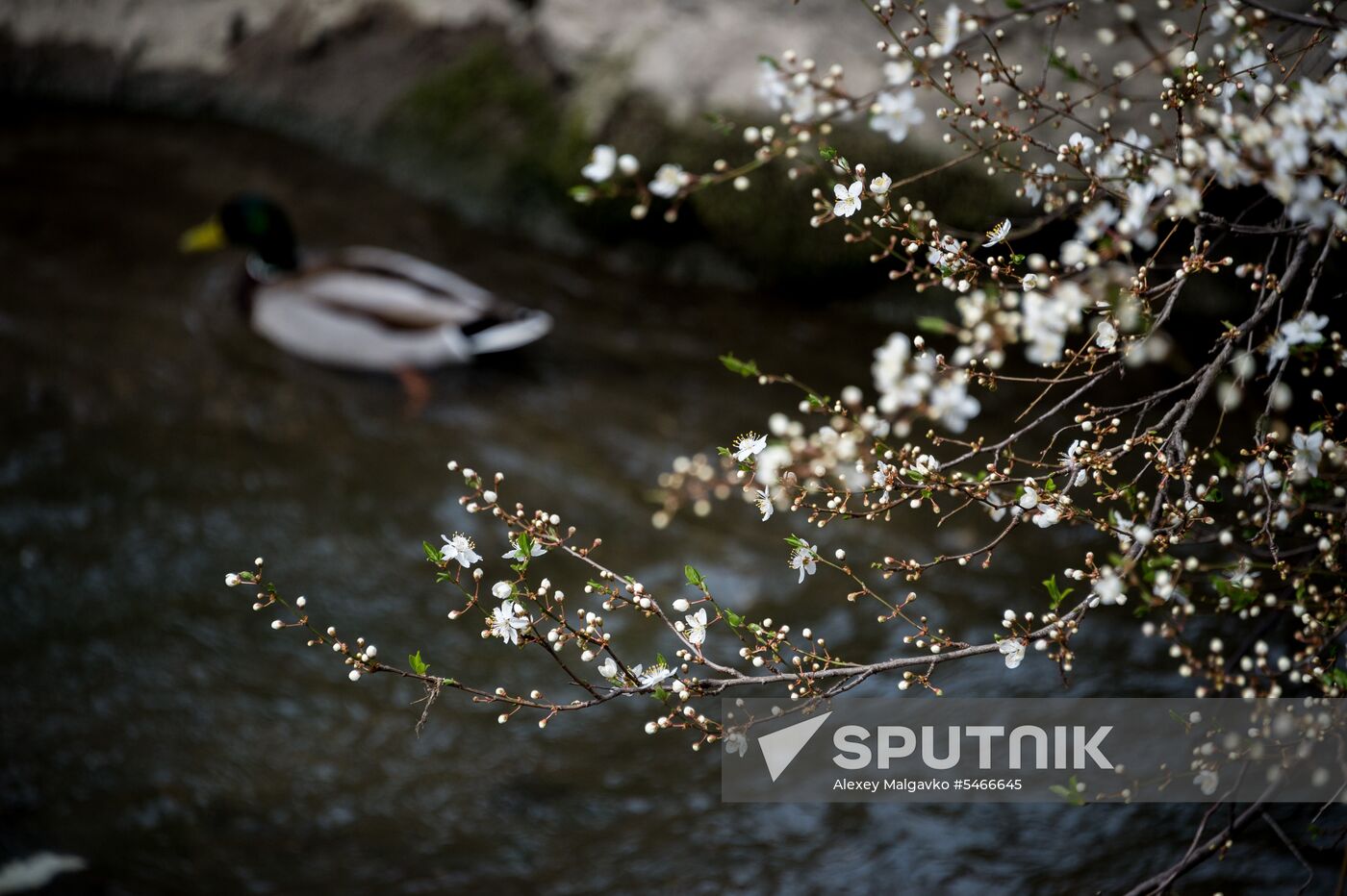 Springtime in Crimea