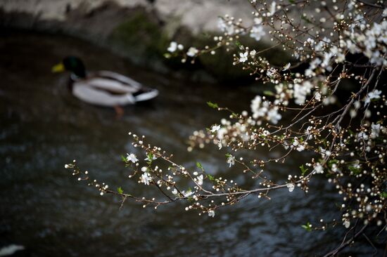 Springtime in Crimea