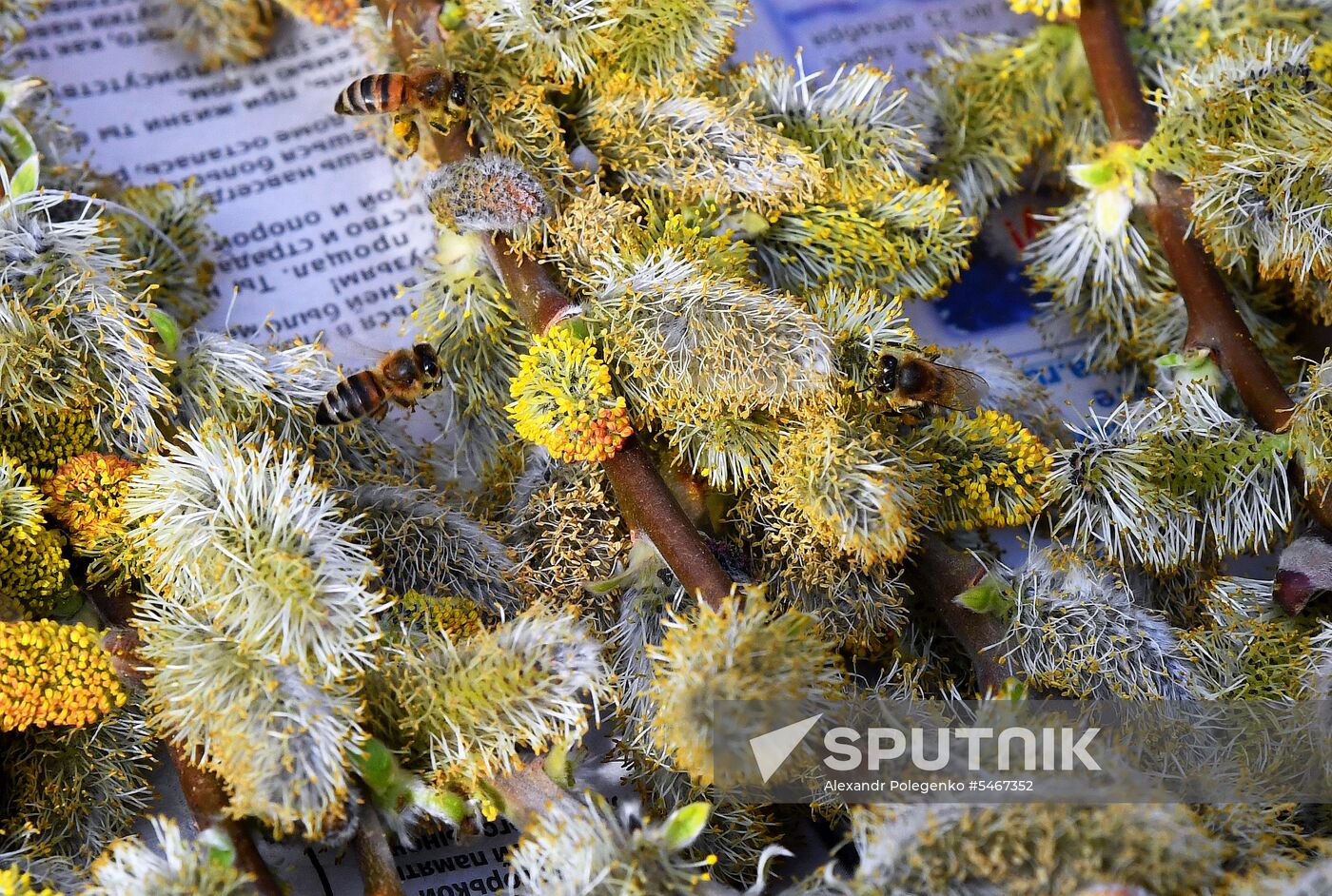 Palm Sunday celebrated in Russia