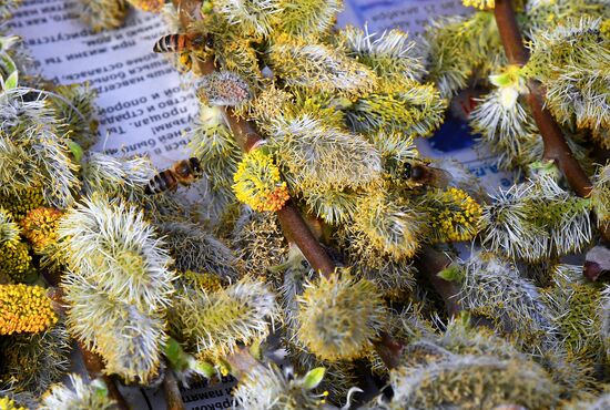 Palm Sunday celebrated in Russia