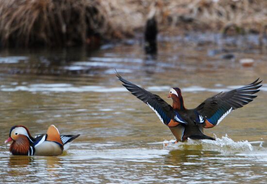 Mandarin ducks fly for nesting to Primorye Territory