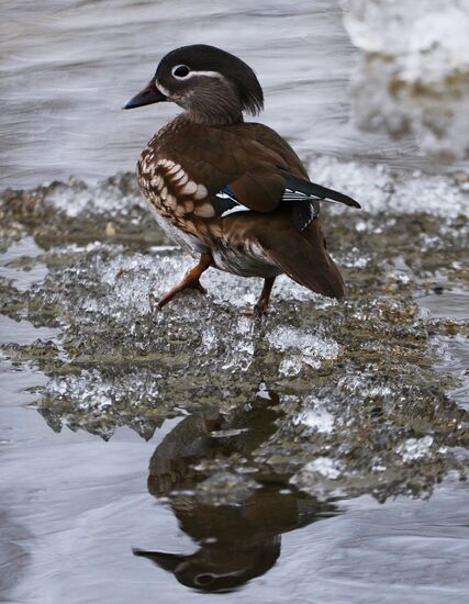 Mandarin ducks fly for nesting to Primorye Territory