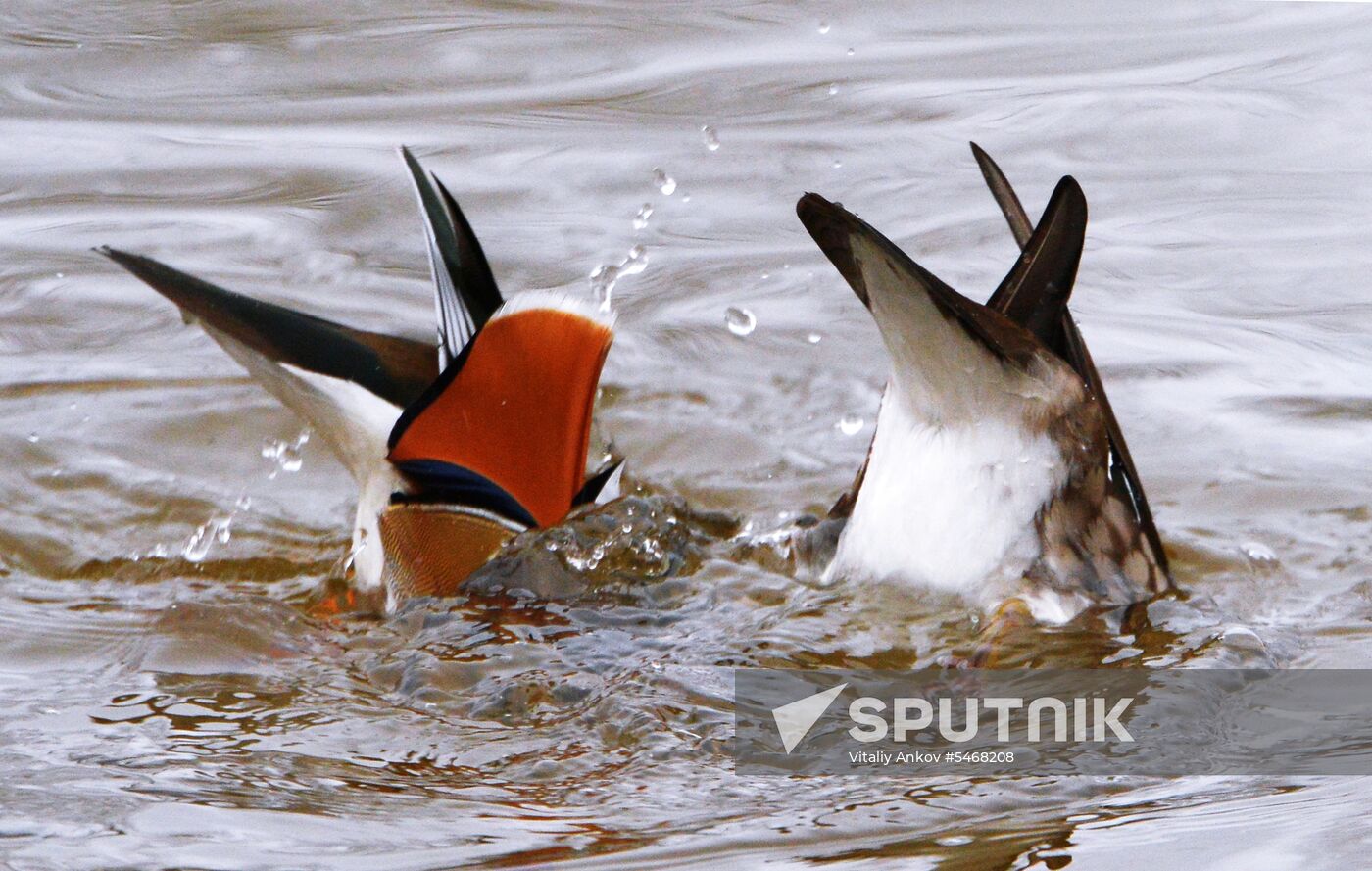 Mandarin ducks fly for nesting to Primorye Territory