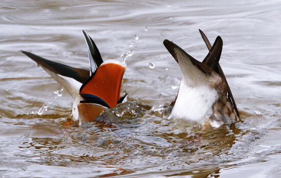 Mandarin ducks fly for nesting to Primorye Territory