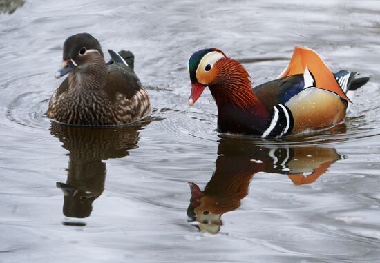 Mandarin ducks fly for nesting to Primorye Territory