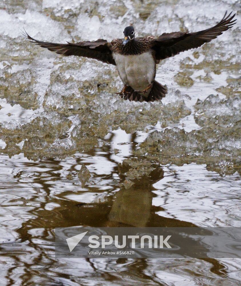 Mandarin ducks fly for nesting to Primorye Territory