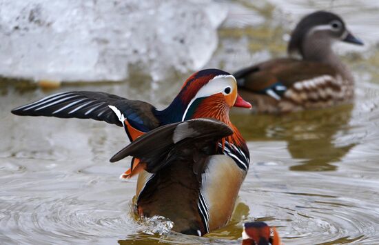 Mandarin ducks fly for nesting to Primorye Territory