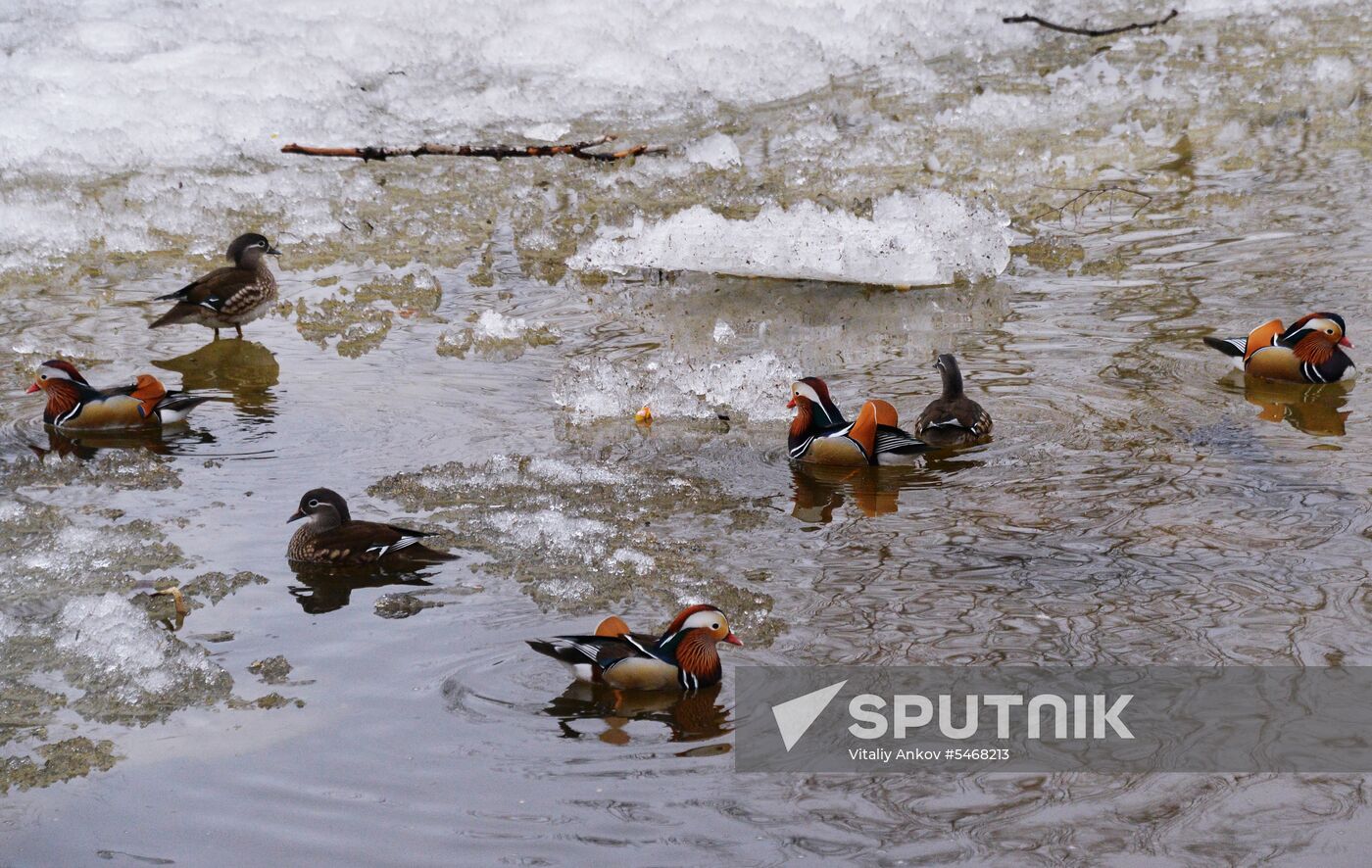Mandarin ducks fly for nesting to Primorye Territory