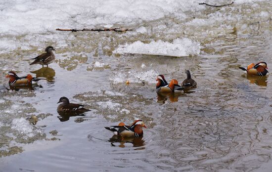 Mandarin ducks fly for nesting to Primorye Territory