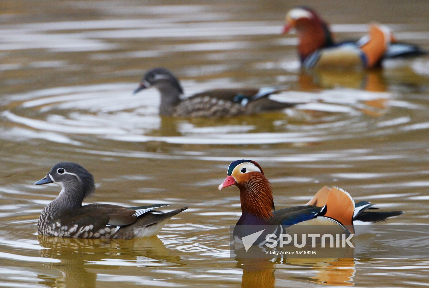 Mandarin ducks fly for nesting to Primorye Territory