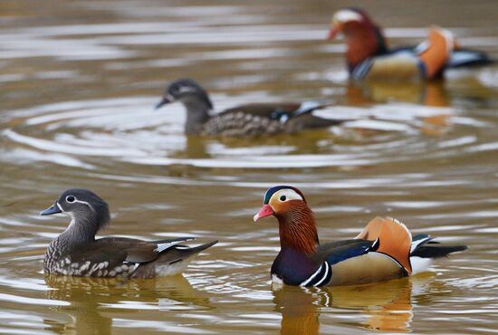 Mandarin ducks fly for nesting to Primorye Territory