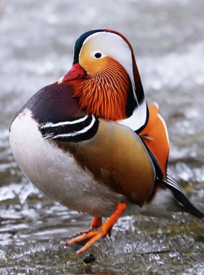 Mandarin ducks fly for nesting to Primorye Territory