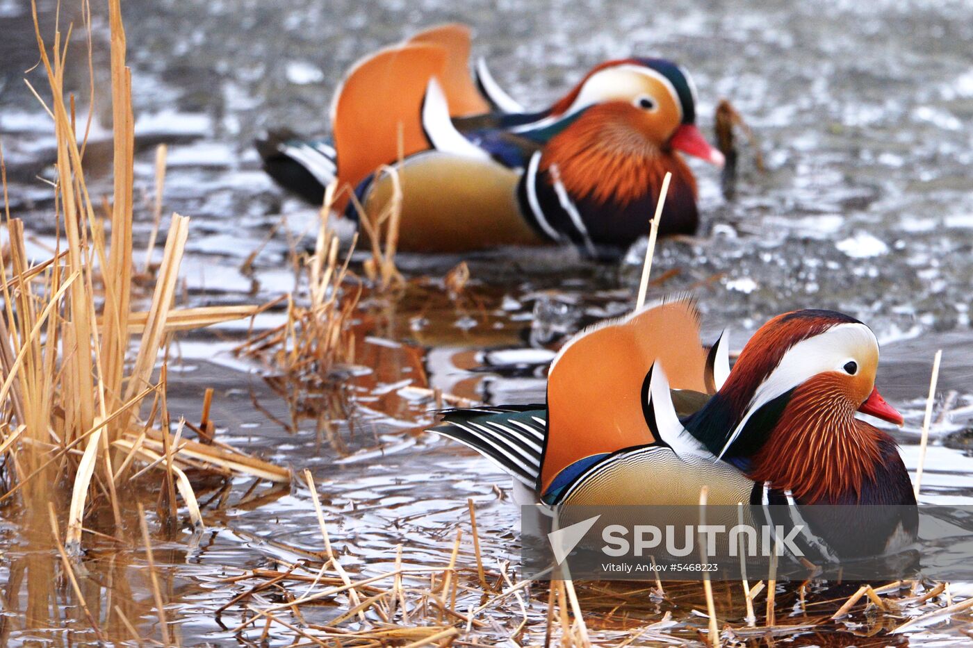Mandarin ducks fly for nesting to Primorye Territory