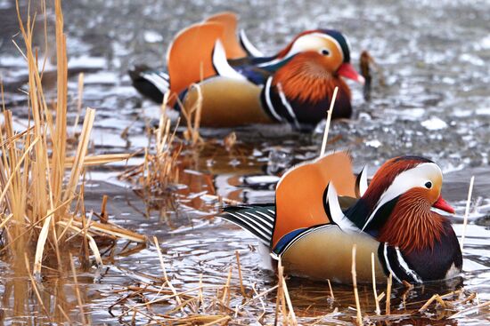 Mandarin ducks fly for nesting to Primorye Territory