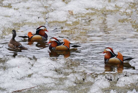 Mandarin ducks fly for nesting to Primorye Territory