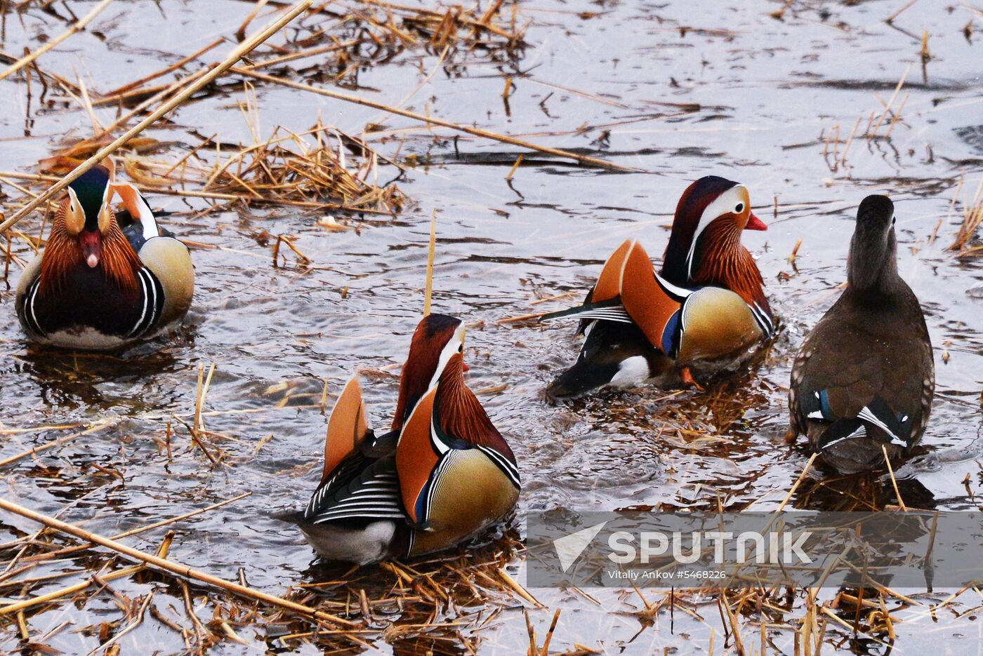 Mandarin ducks fly for nesting to Primorye Territory