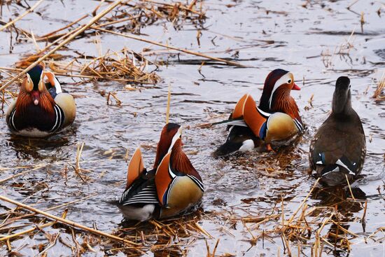 Mandarin ducks fly for nesting to Primorye Territory