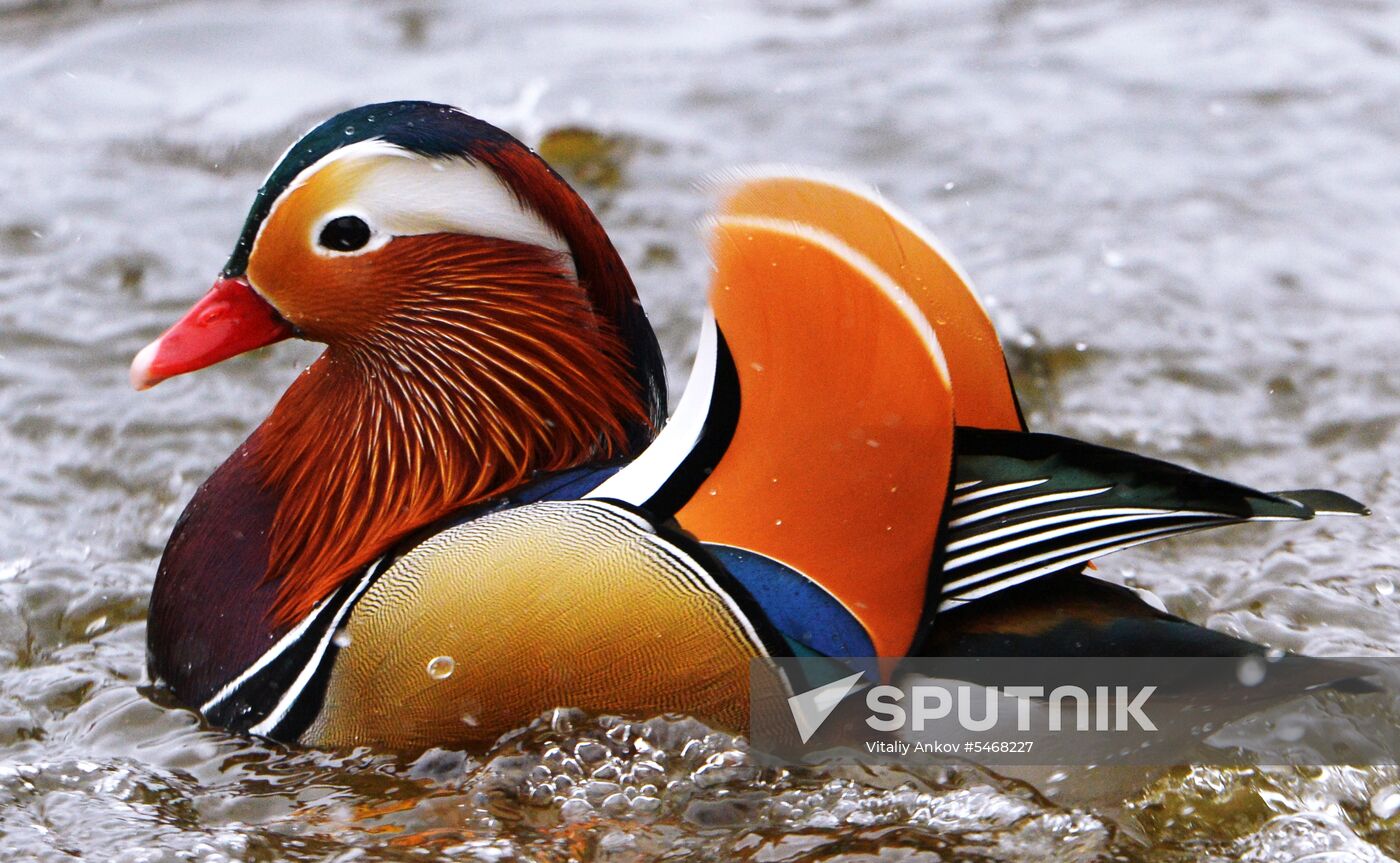 Mandarin ducks fly for nesting to Primorye Territory