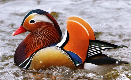 Mandarin ducks fly for nesting to Primorye Territory