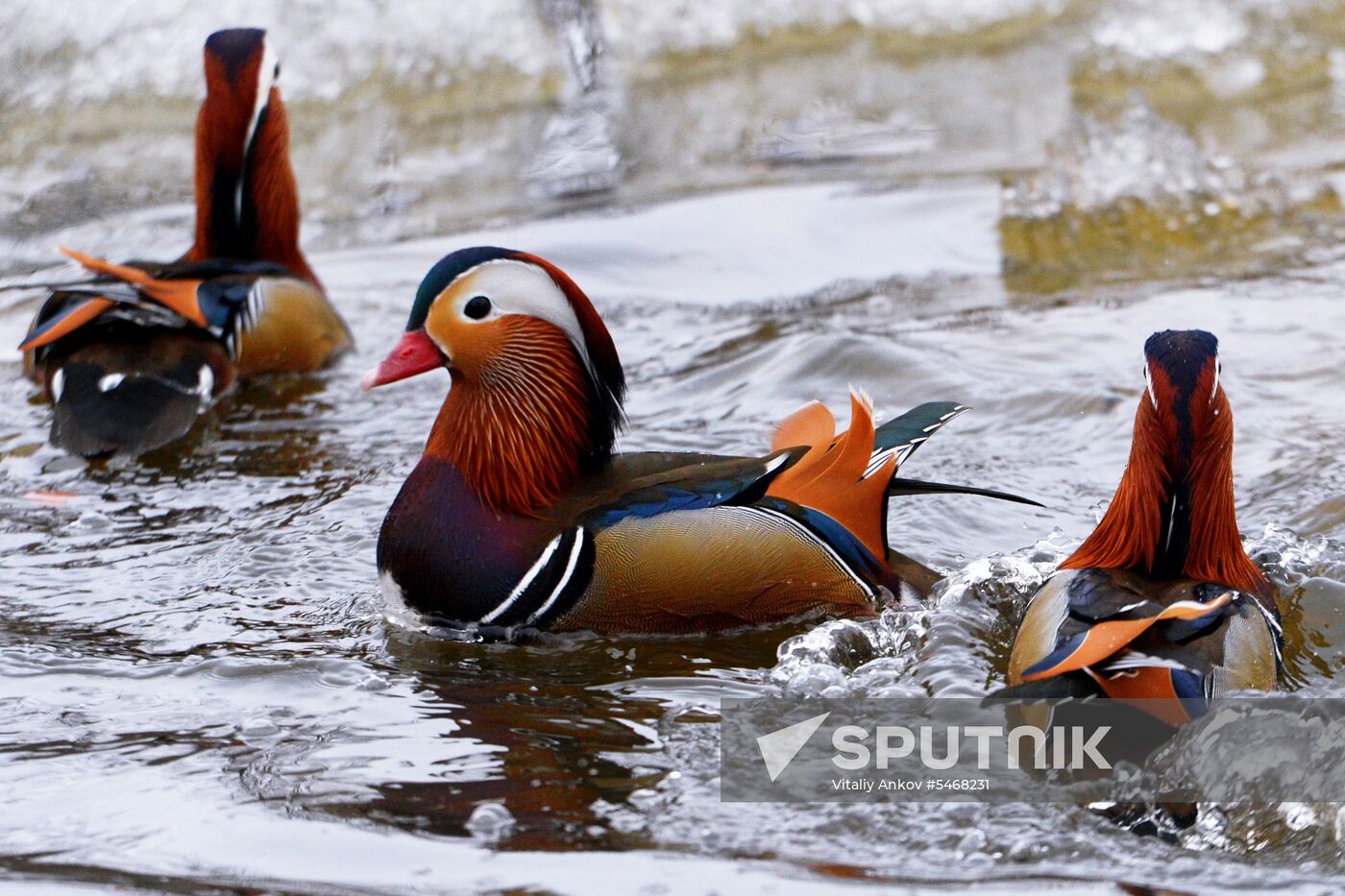 Mandarin ducks fly for nesting to Primorye Territory