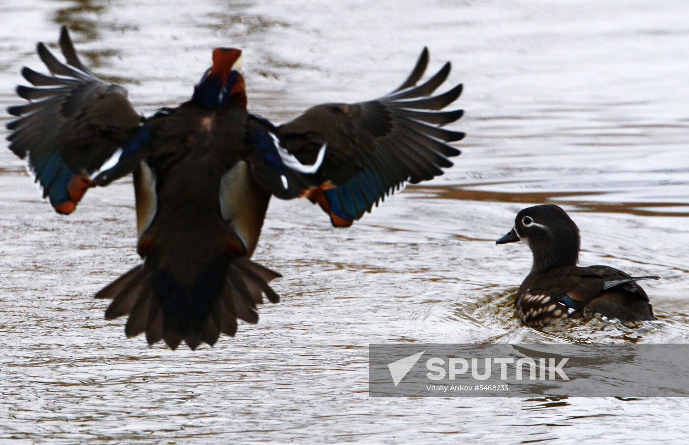 Mandarin ducks fly for nesting to Primorye Territory