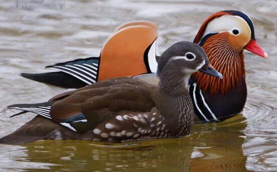 Mandarin ducks fly for nesting to Primorye Territory