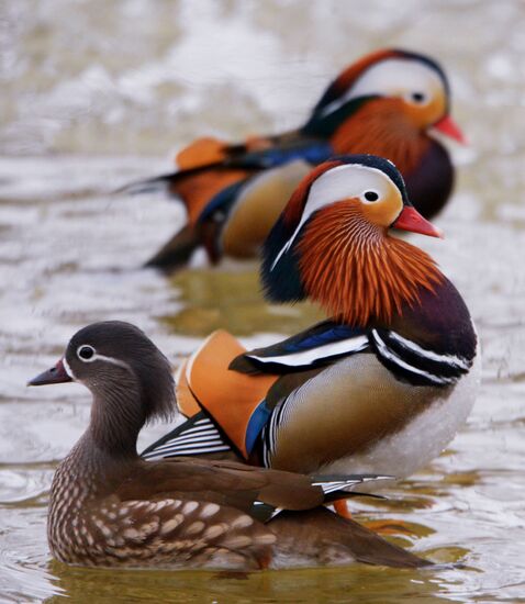 Mandarin ducks fly for nesting to Primorye Territory