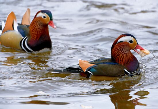 Mandarin ducks fly for nesting to Primorye Territory
