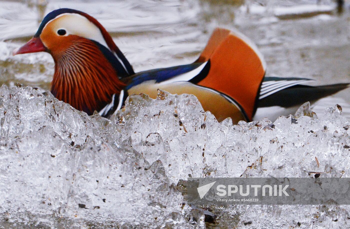 Mandarin ducks fly for nesting to Primorye Territory