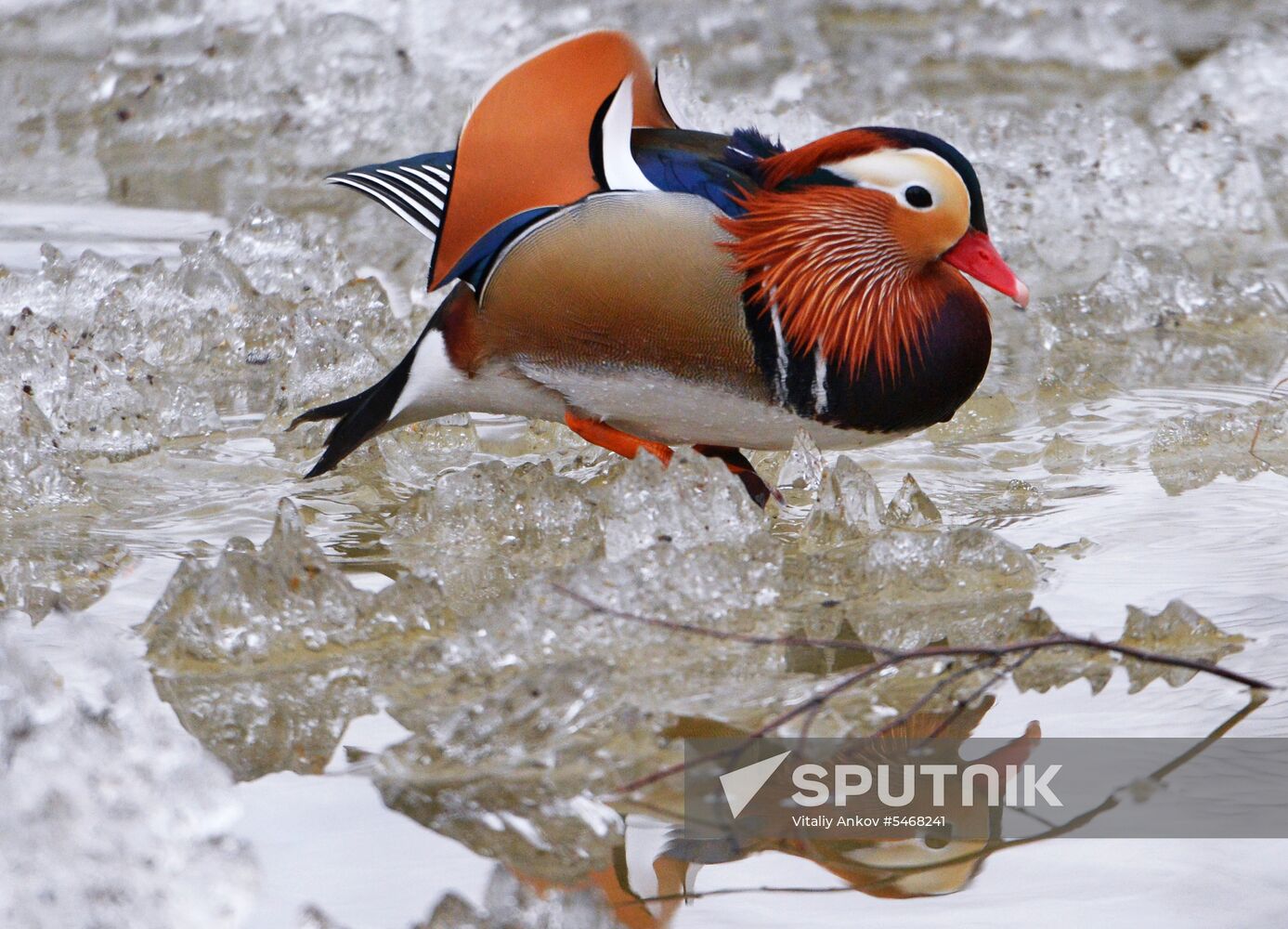 Mandarin ducks fly for nesting to Primorye Territory