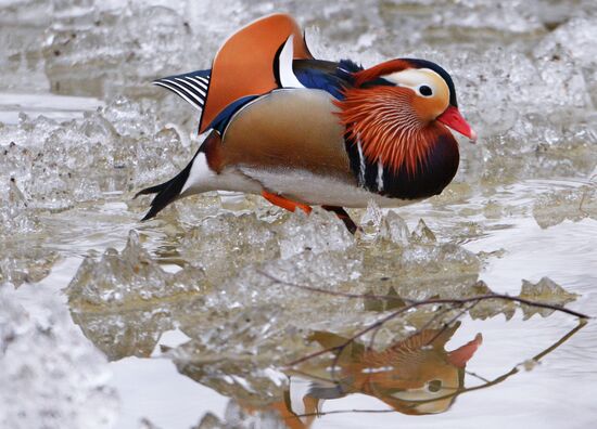 Mandarin ducks fly for nesting to Primorye Territory