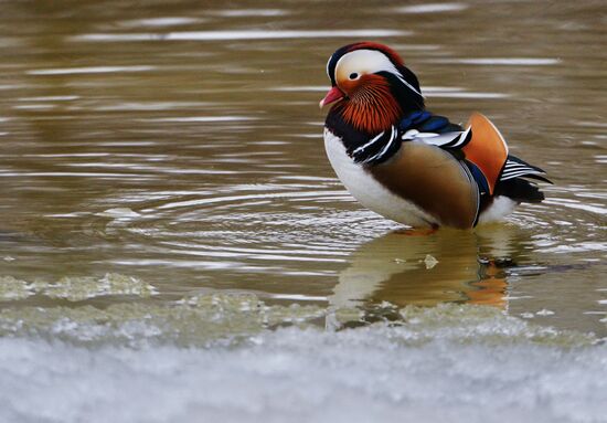 Mandarin ducks fly for nesting to Primorye Territory