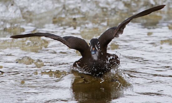 Mandarin ducks fly for nesting to Primorye Territory