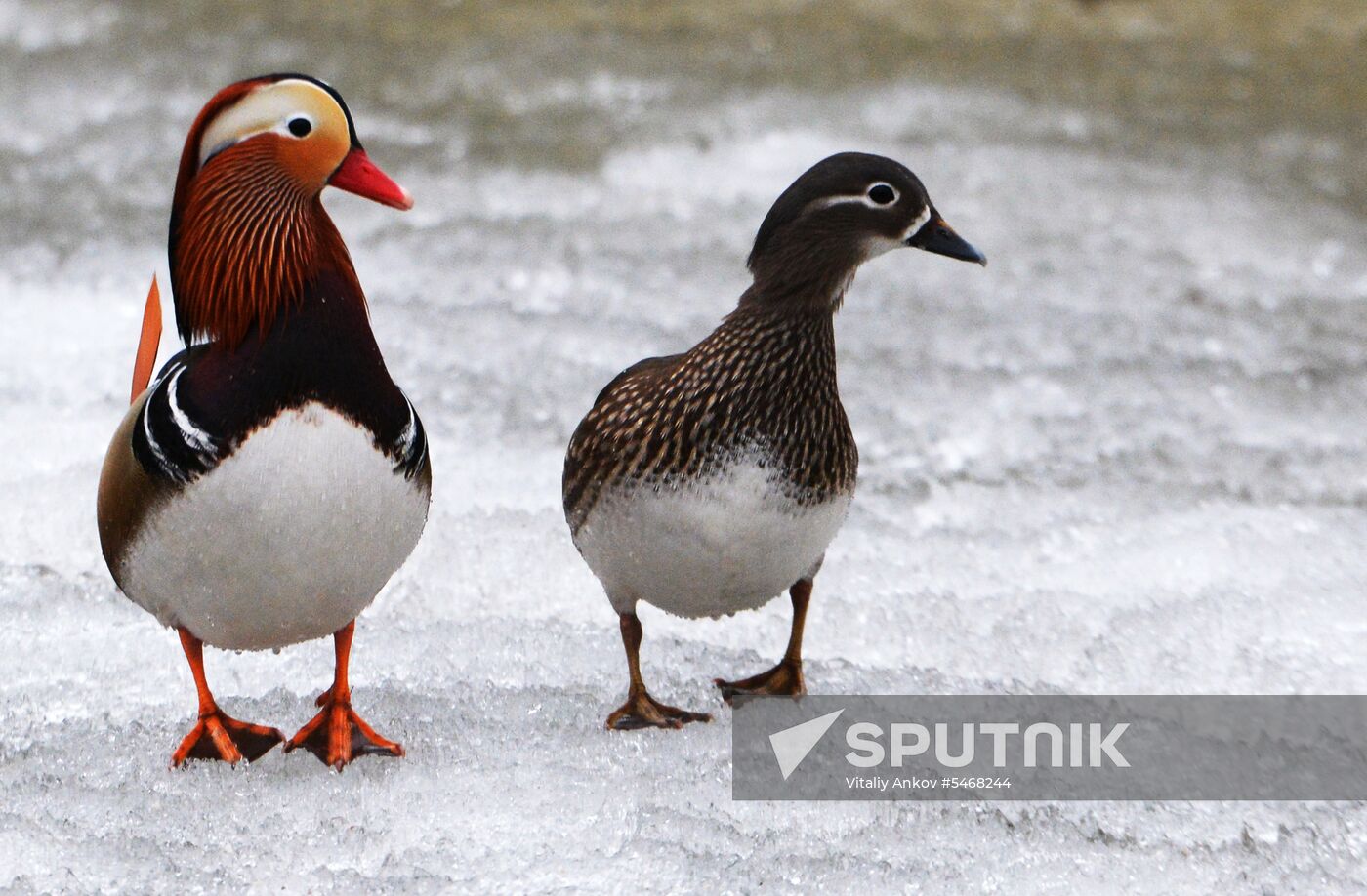 Mandarin ducks fly for nesting to Primorye Territory