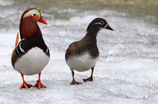 Mandarin ducks fly for nesting to Primorye Territory