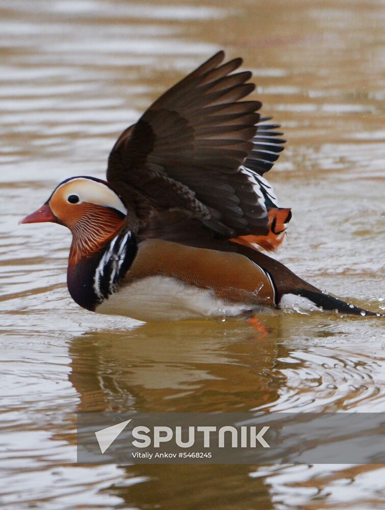 Mandarin ducks fly for nesting to Primorye Territory