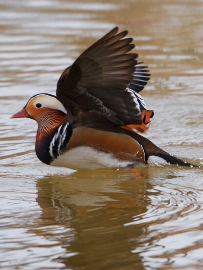 Mandarin ducks fly for nesting to Primorye Territory