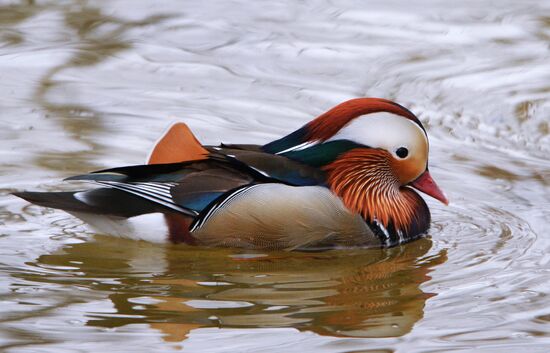 Mandarin ducks fly for nesting to Primorye Territory