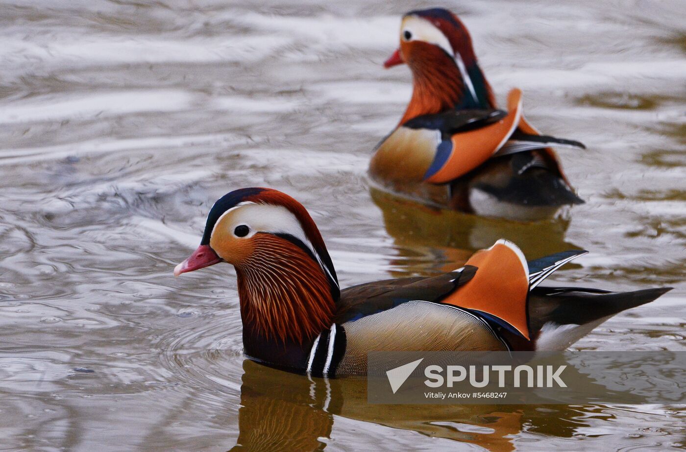 Mandarin ducks fly for nesting to Primorye Territory