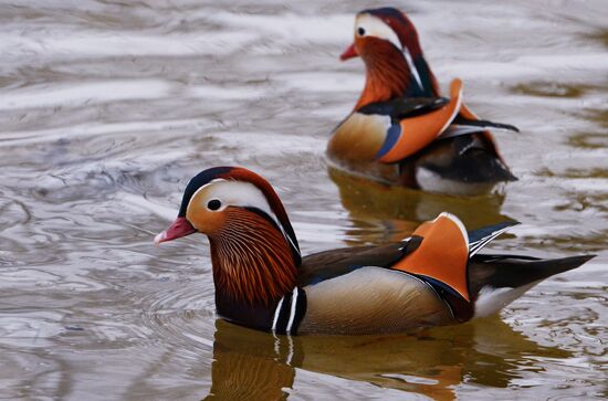 Mandarin ducks fly for nesting to Primorye Territory