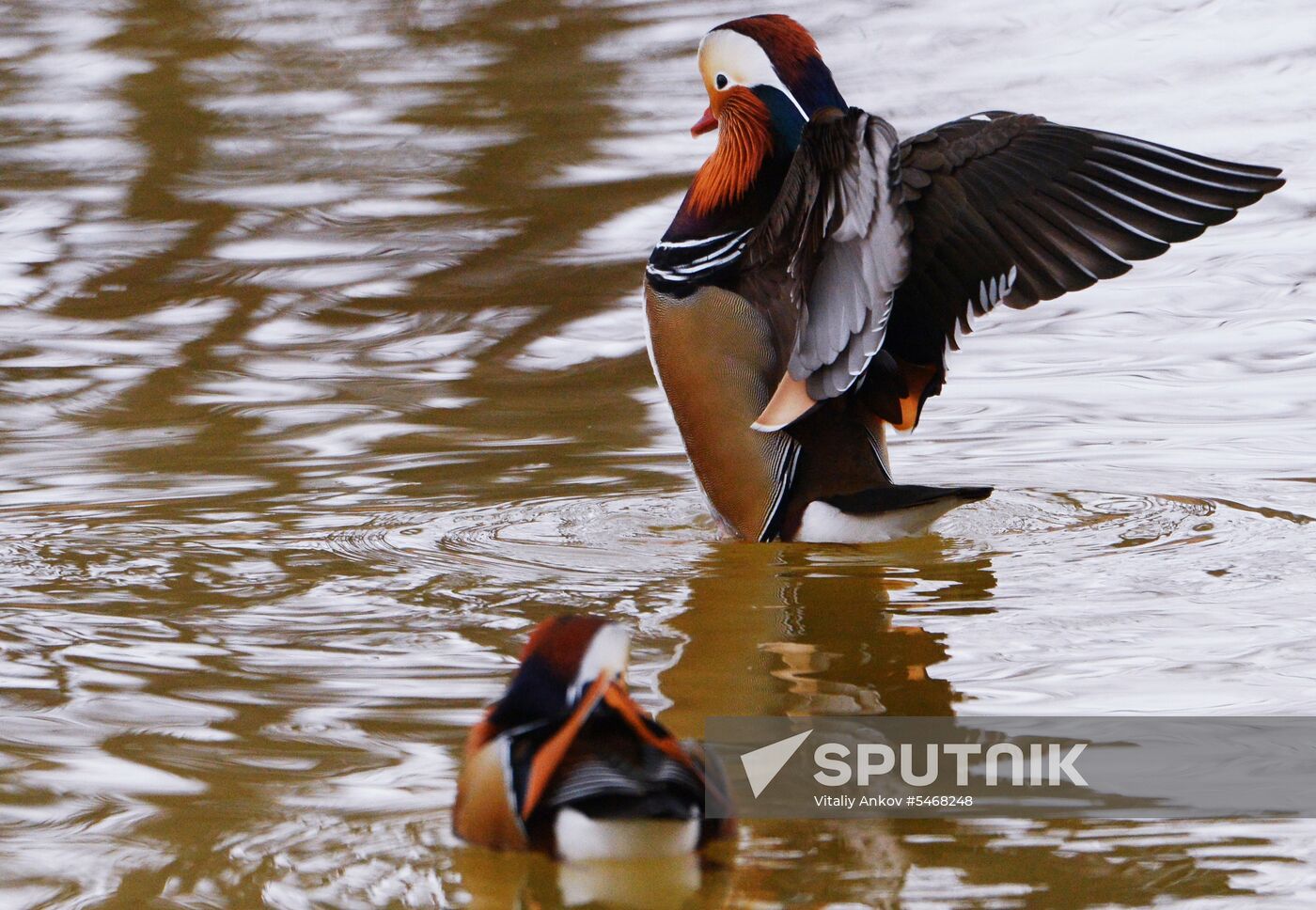 Mandarin ducks fly for nesting to Primorye Territory