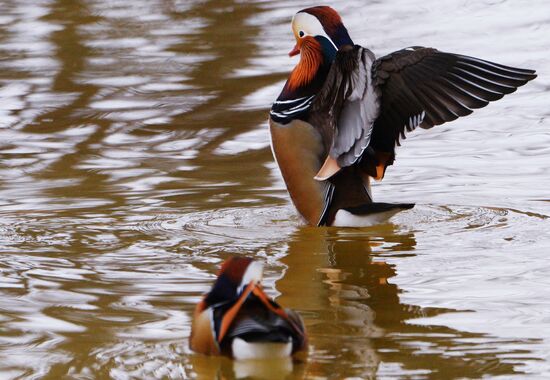 Mandarin ducks fly for nesting to Primorye Territory