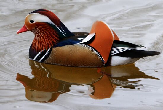 Mandarin ducks fly for nesting to Primorye Territory
