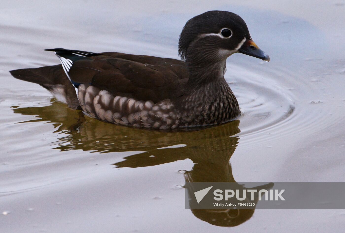 Mandarin ducks fly for nesting to Primorye Territory