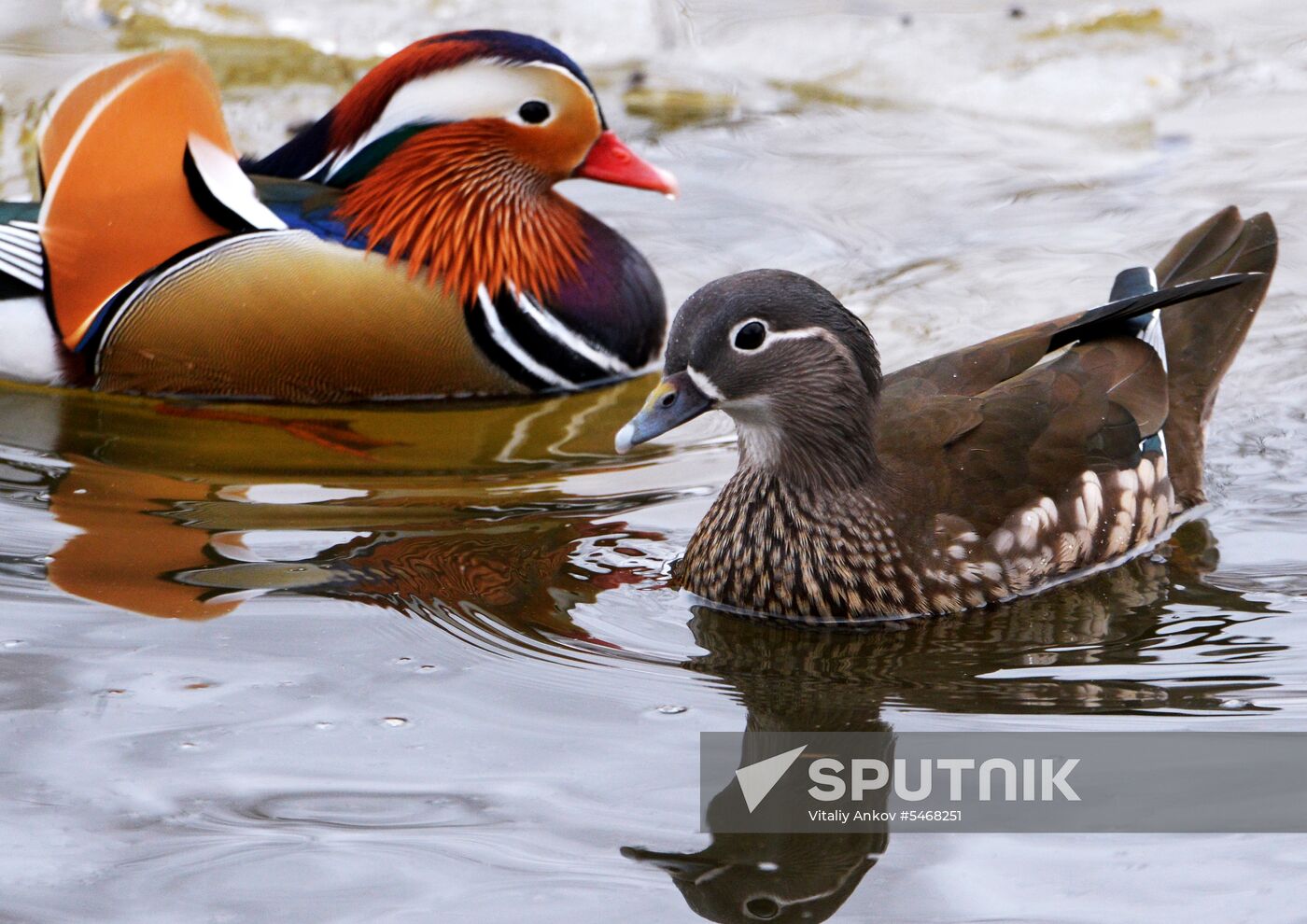 Mandarin ducks fly for nesting to Primorye Territory
