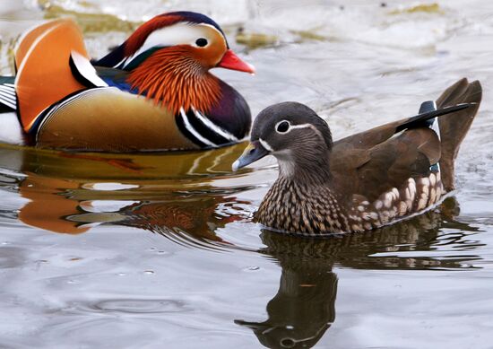 Mandarin ducks fly for nesting to Primorye Territory