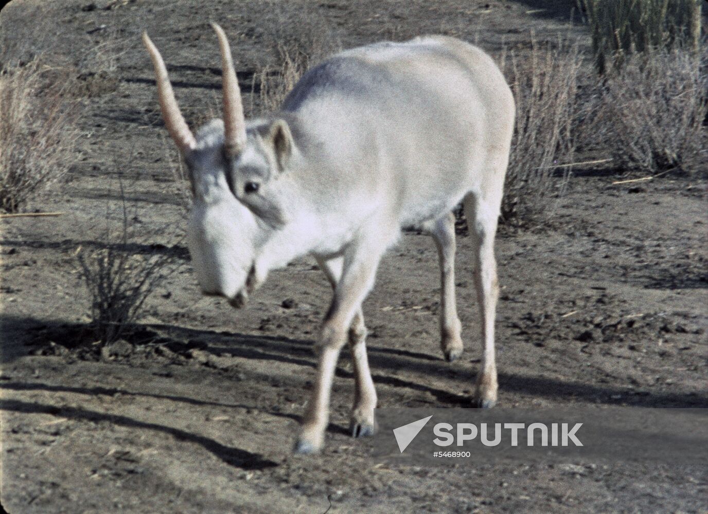 Barsa-Kelmes Nature Reserve