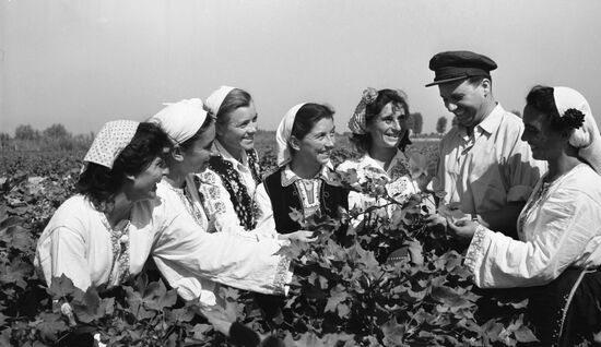 Cotton growing in Moldavia