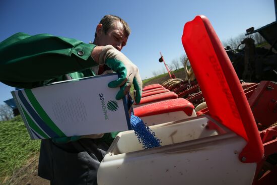 Spring sowing campaign in Krasnodar Territory